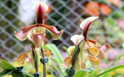 11月30日の誕生花(バースデーフラワー)はパフィオペディルムで、花言葉は「ユニークな人」です。