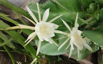 11月20日の誕生花(バースデーフラワー)はゲッカビジンで、花言葉は「ただ一度だけ会いたくて」です。