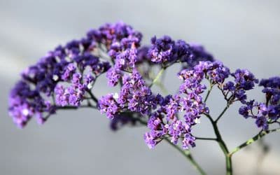 11月19日の誕生花(バースデーフラワー)はスターチスで、花言葉は「私の心は永遠に変わらない」です。