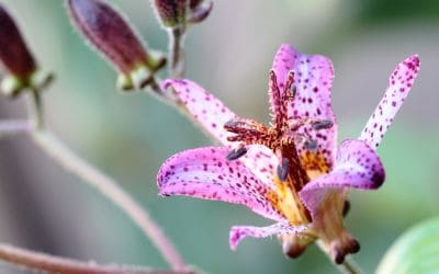 11月29日の誕生花(バースデーフラワー)はホトトギスで、花言葉は「永遠にあなたのもの」です。