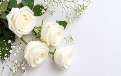 11月22日の誕生花(バースデーフラワー)は白バラで、花言葉は「美しさが唯一の魅力」です。