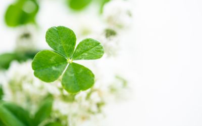 11月16日の誕生花(バースデーフラワー)はクローバーで、花言葉は「望みがかなう」です。