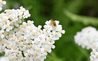 11月17日の誕生花(バースデーフラワー)はアキレアで、花言葉は「悲しみを癒します」です。