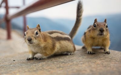 11月11日は、シマリスの日です。