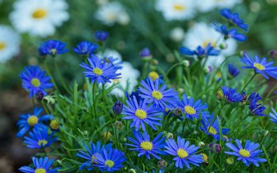 12月25日の誕生花(バースデーフラワー)はブルーデイジーで、花言葉は「純粋」です。