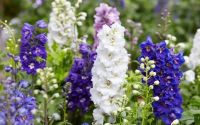 12月20日の誕生花(バースデーフラワー)はラークスパーで、花言葉は「自由気ままな暮らし」です。