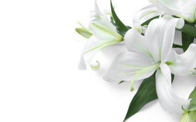 12月21日の誕生花(バースデーフラワー)はカサブランカで、花言葉は「自尊心」です。