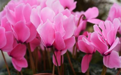 12月26日の誕生花(バースデーフラワー)はガーデンシクラメンで、花言葉は「はにかみや」です。