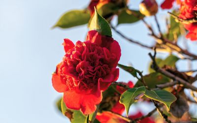 12月31日の誕生花(バースデーフラワー)は八重咲きストックで、花言葉は「永遠に続く愛の絆重」です。