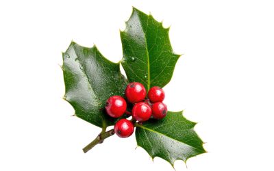 12月16日の誕生花(バースデーフラワー)はクリスマスホーリーで、花言葉は「清廉潔白」です。