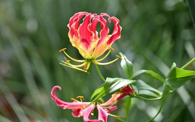 12月18日の誕生花(バースデーフラワー)は、グロリオーサで、花言葉は「燃える情熱」です。