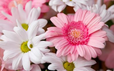 12月30日の誕生花(バースデーフラワー)はガーベラで、花言葉は「神秘的な美しさ」です。