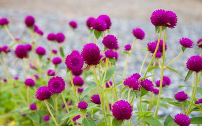 12月23日の誕生花(バースデーフラワー)はセンニチコウで、花言葉は「変わらぬ愛情」です。