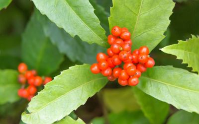 12月17日の誕生花(バースデーフラワー)はセンリョウで、花言葉は「裕福」です。