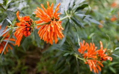 12月27日の誕生花(バースデーフラワー)はレオノチスで、花言葉は「雄大」です。