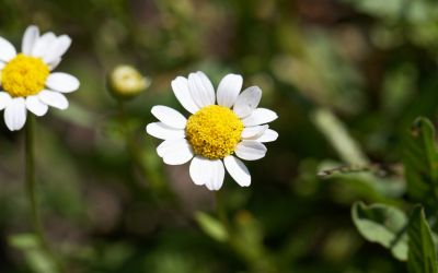 12月24日の誕生花(バースデーフラワー)はノースポールで、花言葉は「お慕いしています」です。
