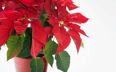 12月22日の誕生花(バースデーフラワー)はポインセチアで、花言葉は「私の心は燃えている」です。