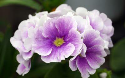 12月9日の誕生花(バースデーフラワー)はプリムラ・オブコニカで、花言葉は「少年時代の希望」です。