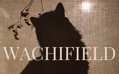 12月17日は、わちふぃーるどの日です。