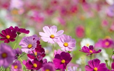 12月8日の誕生花(バースデーフラワー)はウィンターコスモスで、花言葉は「美しい調和」です。