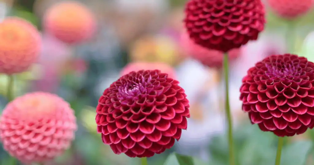 Dahlia(ダリア)の画像