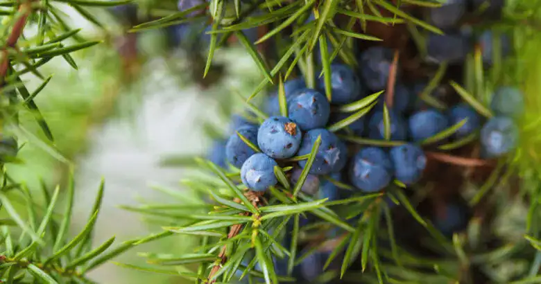 Juniper berries(ジュニパーベリー)の画像