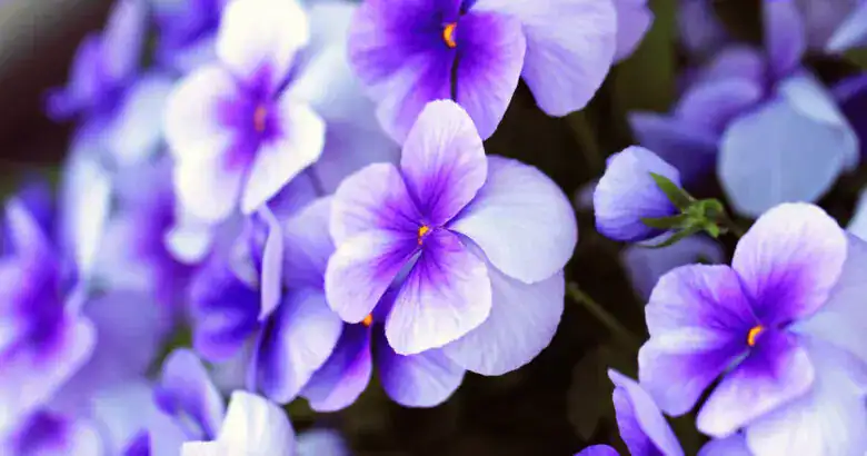 Pansy(パンジー)の画像
